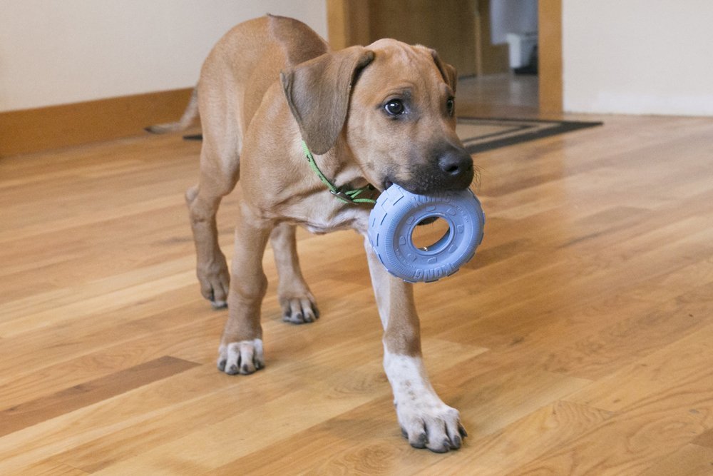 best thing to put in a kong for puppy